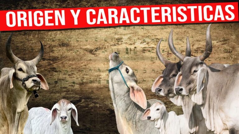 Precauciones Esenciales para Manejar en Climas Extremos