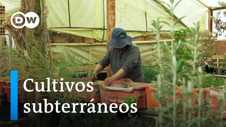 T&eacute;cnicas de Conducci&oacute;n en Bosques: Adaptaci&oacute;n a Climas Diversos